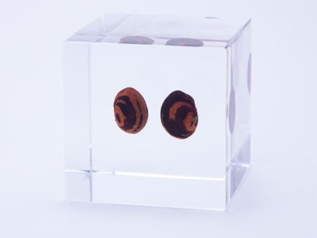 Sola Cube Hot on Sale