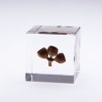 Sola Cube Hot on Sale