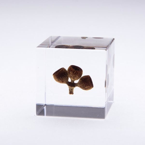 Sola Cube Hot on Sale